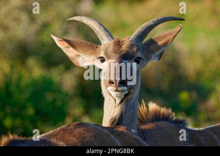 Grand kudu (Tragelaphus strepsiceros), jeune animal mâle, gros plan de la tête, portrait animal, Parc national de l'éléphant Addo, Cap oriental, Afrique du Sud Banque D'Images