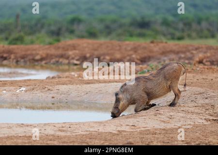 Parthog commun (Phacochoerus africanus), mâle adulte en herbe buvant au trou d'eau, Parc national de l'éléphant d'Addo, Cap oriental, Afrique du Sud, Afrique Banque D'Images