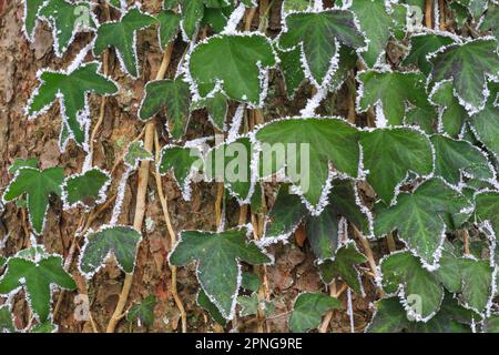 Lierre commune recouverte de houarfrost, sur un tronc d'arbre dans la forêt, en Suisse Banque D'Images