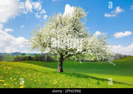 Poire à fleur solitaire au printemps sur le Hirzel, Suisse Banque D'Images