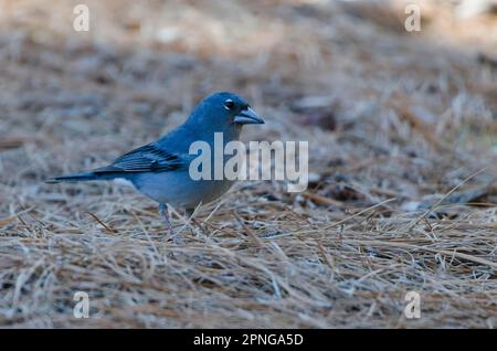 (Teydea Fringilla) Banque D'Images