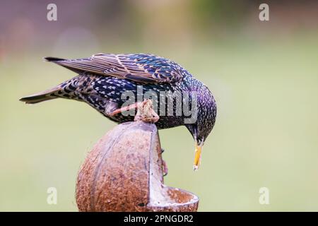 Starling [ Sturnus vulgaris ] se nourrissant de la coquille de noix de coco pleine de graisse et de graines Banque D'Images