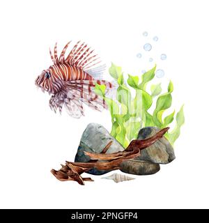 Aquarelle ensemble d'algues de ruban, de pierres de fond, de nains, de coquillages de cône et de lionfish sur fond blanc. Image sous-marine pour illustration, autocollants Banque D'Images