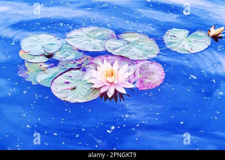 La surface ondulée du lac Telbyn avec de beaux nénuphars roses de Nymphaea, Kiev, Ukraine Banque D'Images