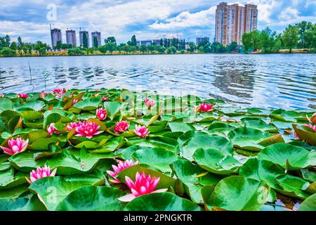 La surface miroir du lac avec Nymphea Colorado, Nymphea Black Princess et d'autres plantes à fleurs Banque D'Images