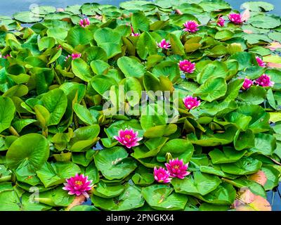 Les fleurs rose vif de Nymphaea Escarboucle sur la surface bleue ondulée du lac Banque D'Images