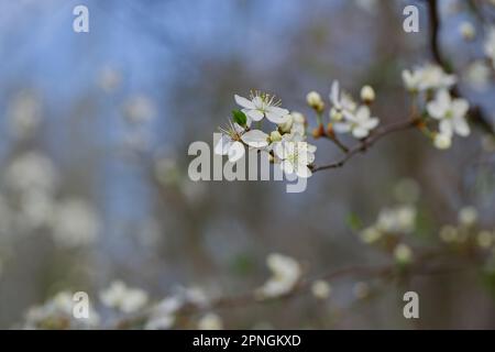 Une branche d'un arbre en fleurs au tout début du printemps. Banque D'Images