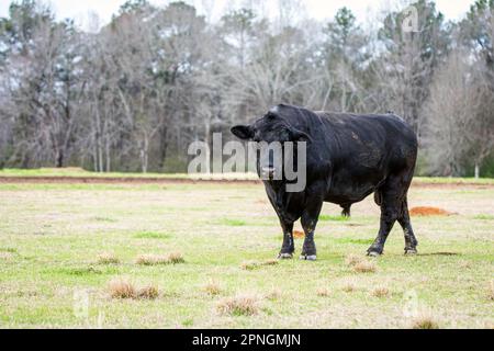 Taureau noir unique Angus dans un pâturage en janvier en Alabama avec un espace négatif à gauche. Banque D'Images