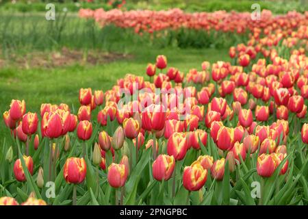Tulipe triomphe « Leen Van Der Mark » en fleur. Banque D'Images