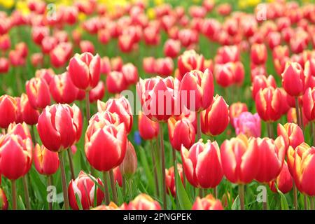 Tulipe triomphe « Leen Van Der Mark » en fleur. Banque D'Images