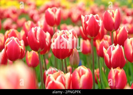 Tulipe triomphe « Leen Van Der Mark » en fleur. Banque D'Images