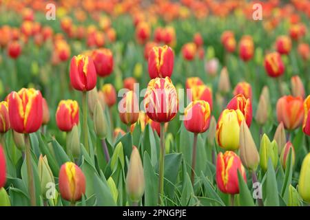 Tulipe triomphale « dénmark » en fleur. Banque D'Images