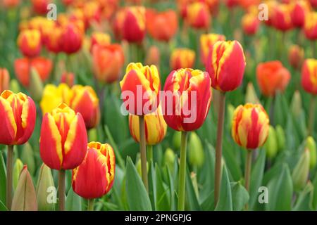 Tulipe triomphale « dénmark » en fleur. Banque D'Images