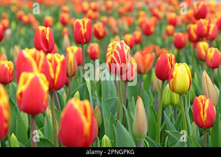 Tulipe triomphale « dénmark » en fleur. Banque D'Images