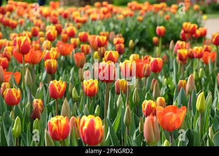 Tulipe triomphale « dénmark » en fleur. Banque D'Images