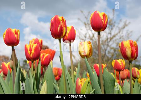 Tulipe triomphale « dénmark » en fleur. Banque D'Images