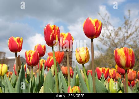 Tulipe triomphale « dénmark » en fleur. Banque D'Images