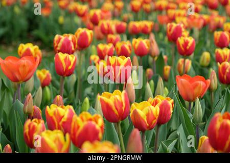 Tulipe triomphale « dénmark » en fleur. Banque D'Images