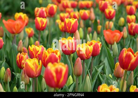 Tulipe triomphale « dénmark » en fleur. Banque D'Images