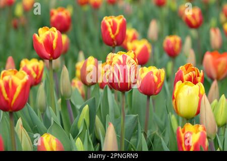 Tulipe triomphale « dénmark » en fleur. Banque D'Images