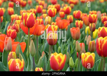 Tulipe triomphale « dénmark » en fleur. Banque D'Images