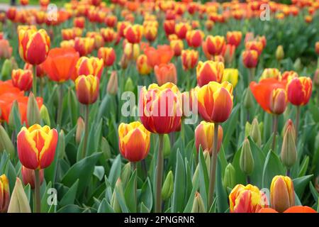 Tulipe triomphale « dénmark » en fleur. Banque D'Images