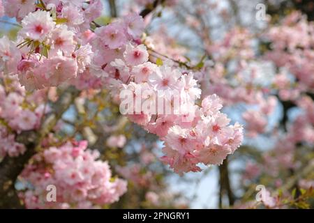 Prunus 'Pink Ballerina' cerisier en fleur. Banque D'Images