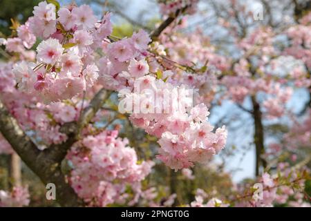 Prunus 'Pink Ballerina' cerisier en fleur. Banque D'Images