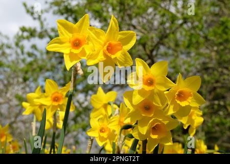 Jonquille jaune en fleurs. Banque D'Images