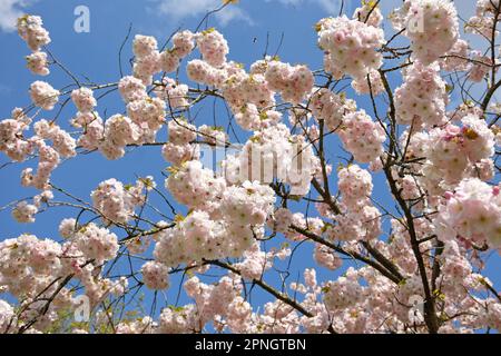 Prunus 'Ichiyo' cerisier en fleur. Banque D'Images
