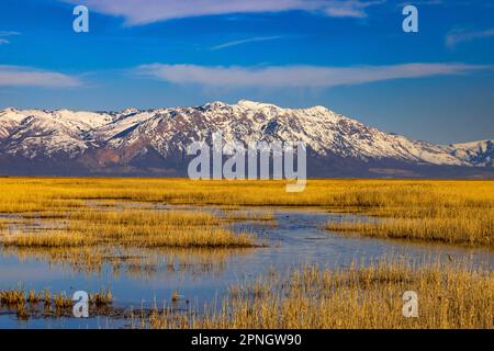 Vue de printemps sur la majestueuse Willard Mountain, à l'est depuis la réserve d'oiseaux migrateurs de Bear River, près de Brigham City, comté de Box Elder, Utah, États-Unis. Banque D'Images