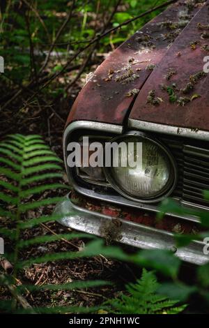 Une voiture d'époque est vue couverte de fougères et de mauvaises herbes, avec la peinture de couleur rouille qui s'estompe et s'écaille de la surface Banque D'Images