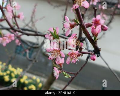 Branche fleurie de l'arbre de pêche. Arrière-plan flou. Fleur de pêche rose. Banque D'Images