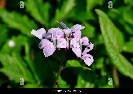 Coralroot Bittercress 'Cardamine bulbifer' Rose / lilas Fleurs, Rare, violet-brun bulbilles, Woodland, Sols Calcaires. Somerset.Royaume-Uni Banque D'Images