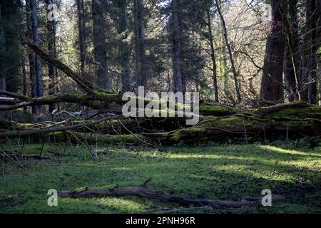 La mousse couvrait les troncs d'arbres tombés dans une forêt ensoleillée Banque D'Images