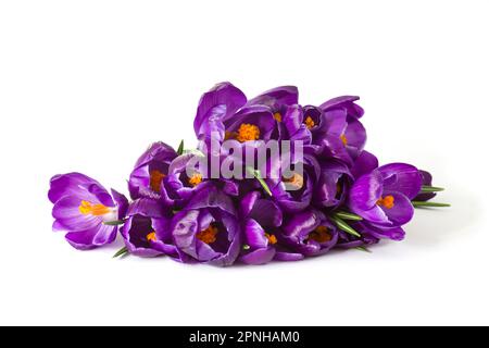 Fleurs crocus isolé sur fond blanc Banque D'Images