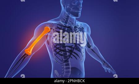 Anatomie des os de l'humérus du squelette humain Banque D'Images