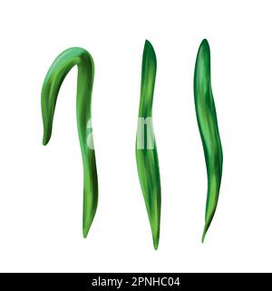 Narcisse à vecteur vert. L'ensemble est isolé sur un fond blanc. Éléments de design pour bouquets floraux, cartes de vœux, invitations de mariage. Illustration de Vecteur