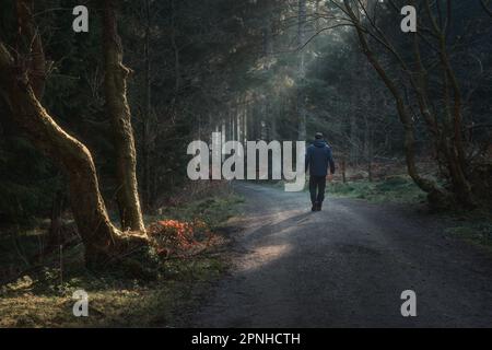 Homme marchant dans une voie dans le parc avec la lumière du soleil se brisant à travers les arbres. Beecraigs Country Park, West Lothian, Écosse Banque D'Images