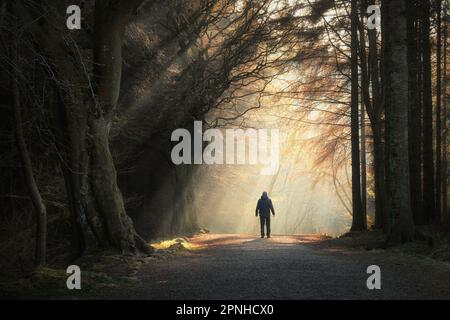 Homme marchant dans une voie dans la forêt avec la lumière du soleil se brisant à travers les arbres. Beecraigs Country Park, West Lothian, Écosse Banque D'Images