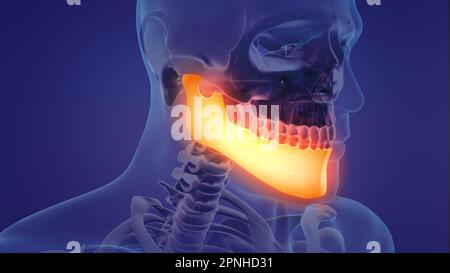 Animation d'une mandibule douloureuse Banque D'Images
