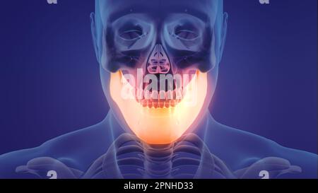 Animation d'une mandibule douloureuse Banque D'Images