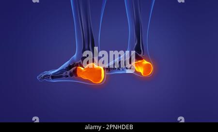 Anatomie du calcaneus humain Banque D'Images