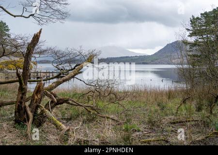 Vue panoramique sur le lac Derwentwater depuis le parc Manesty, Keswick, le district du lac, Cumberland. ROYAUME-UNI. Banque D'Images