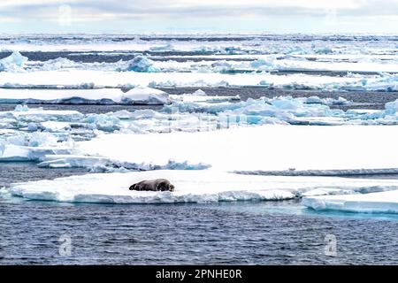 Un phoque barbu adulte dort sur une banquise à Svalbard, un archipel norvégien entre la Norvège continentale et le pôle Nord Banque D'Images