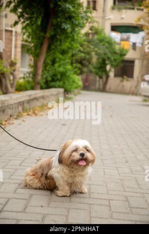 Chien Shih Tzu assis sur les marches de la ville. un chien dans la ville. Chien dans un paysage urbain Banque D'Images
