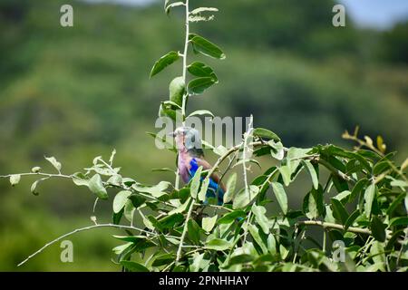 Rouleau lilas sur arbre Banque D'Images