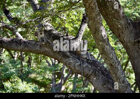 Singe vervet assis sur une branche d'arbre avec une longue queue suspendue et un bébé derrière Banque D'Images
