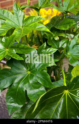 Fatsia Japonica , Fatsi, Paperplant, False Castor Oil Plant ou Japanese Aralia Banque D'Images