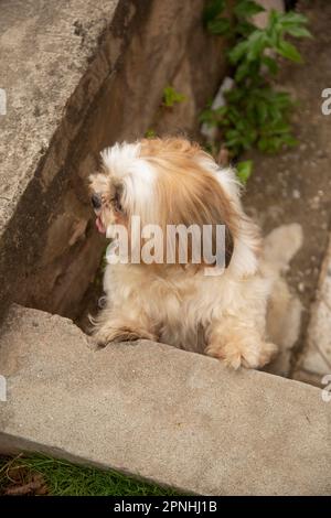 Chien Shih Tzu assis sur les marches de la ville. un chien dans la ville. Chien dans un paysage urbain Banque D'Images